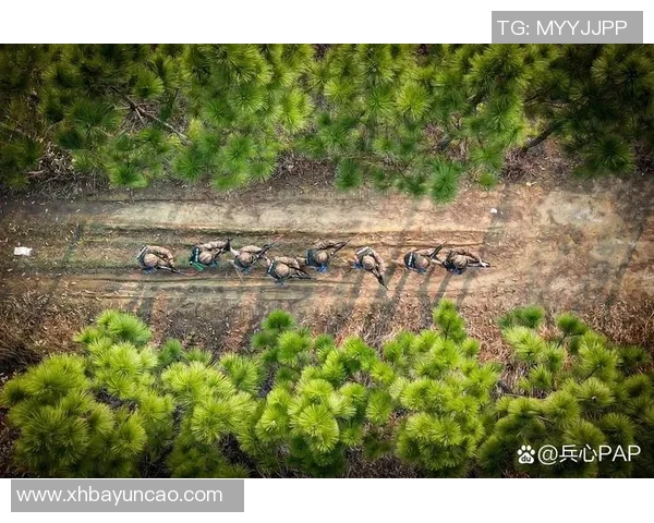 战场上的真实较量军事类真人秀带你体验极限挑战与团队合作的魅力 战场上的真实较量军事类真人秀带你体验极限挑战与团队合作的魅力